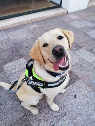 Le chien guide