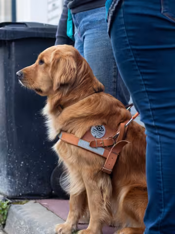 Chiens Guides Aliénor-Bordeaux
